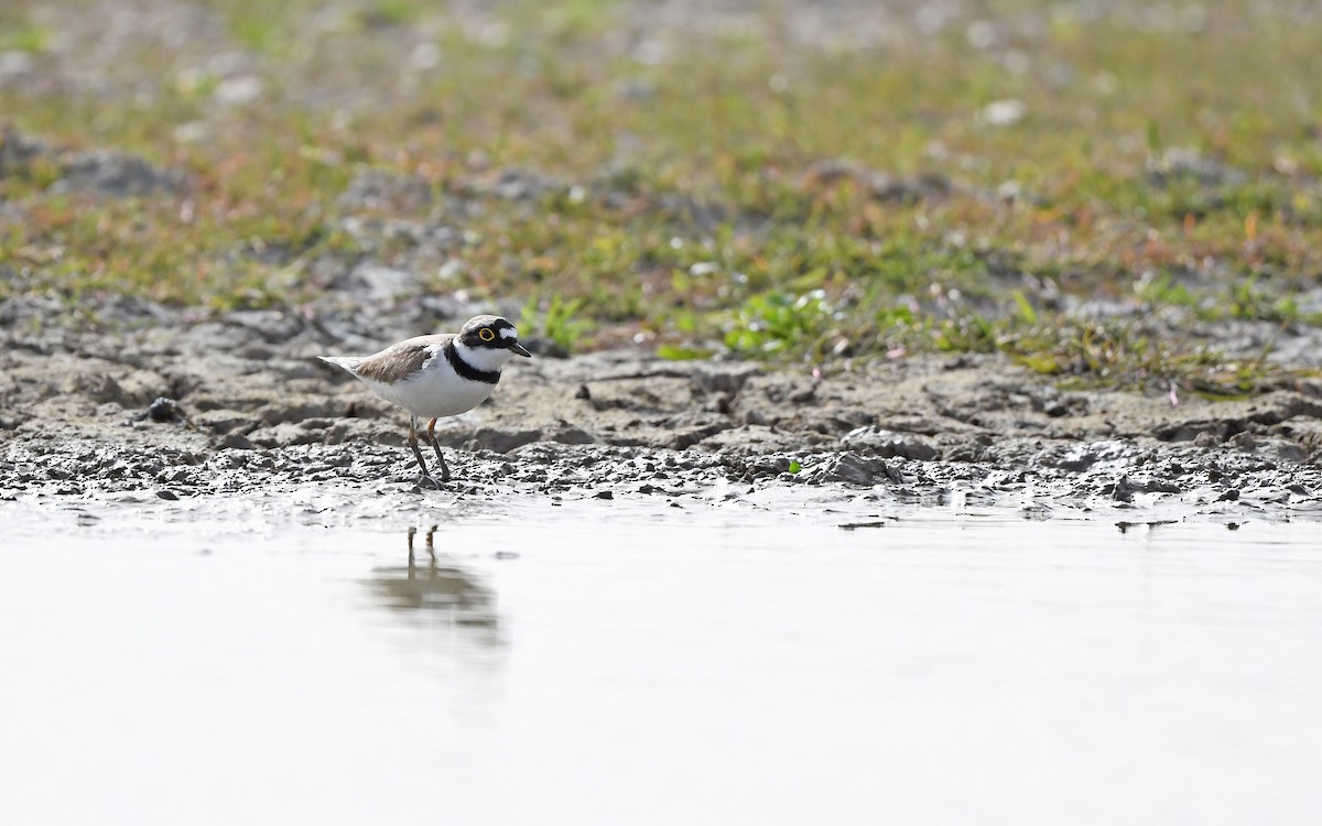 Little Ringed Plover (curonicus) - ML616929746