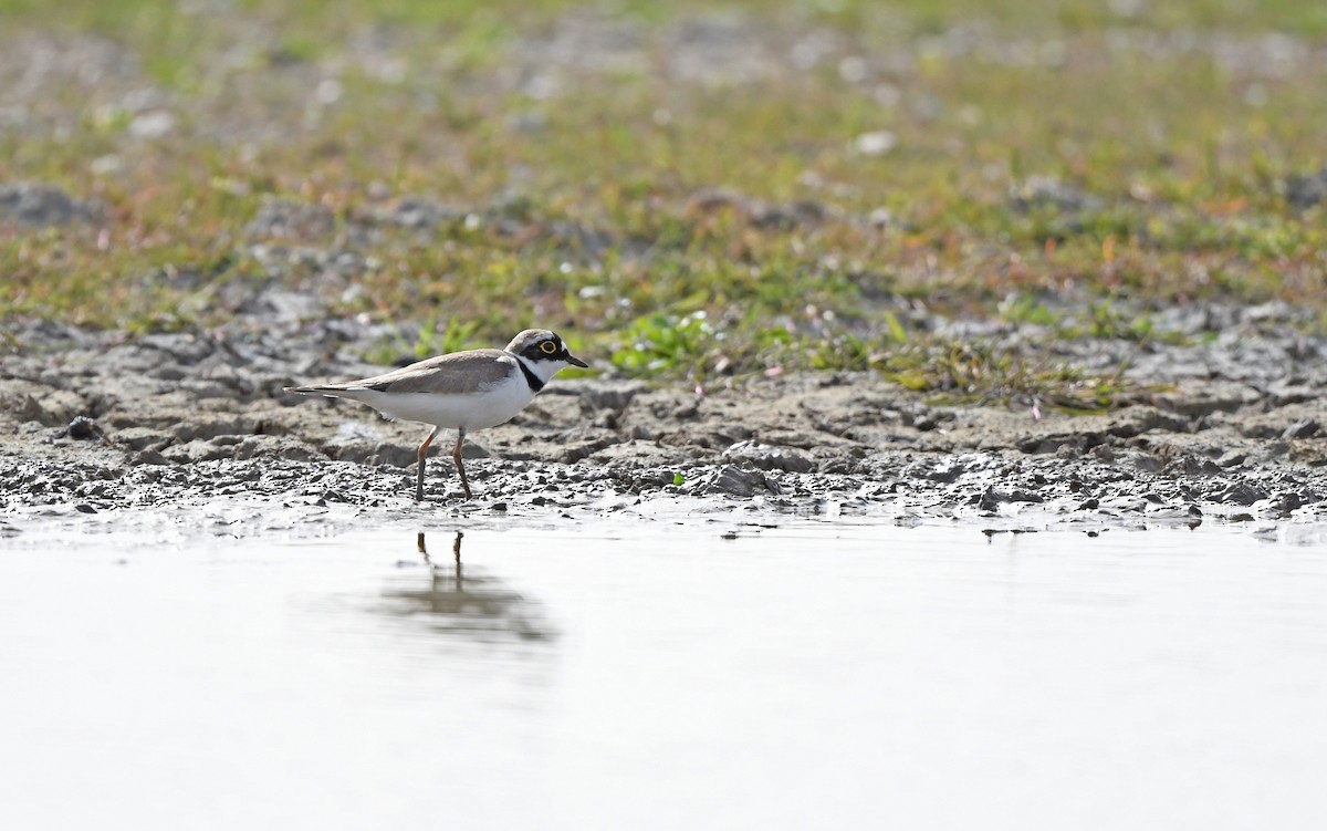 Little Ringed Plover (curonicus) - ML616929747