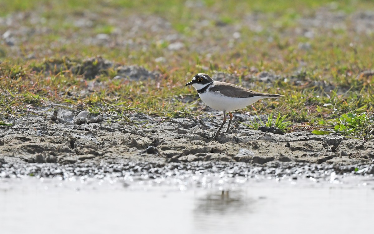 Little Ringed Plover (curonicus) - ML616929748