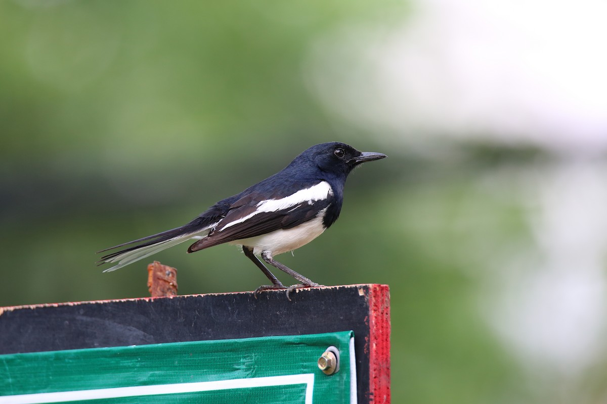 Oriental Magpie-Robin (Oriental) - Christian H. Schulze