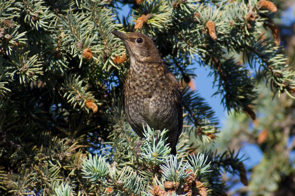 Eurasian Blackbird - Lance Rathbone