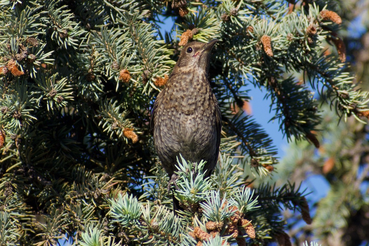 Eurasian Blackbird - ML616929774