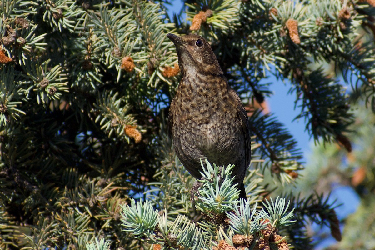 Eurasian Blackbird - ML616929775