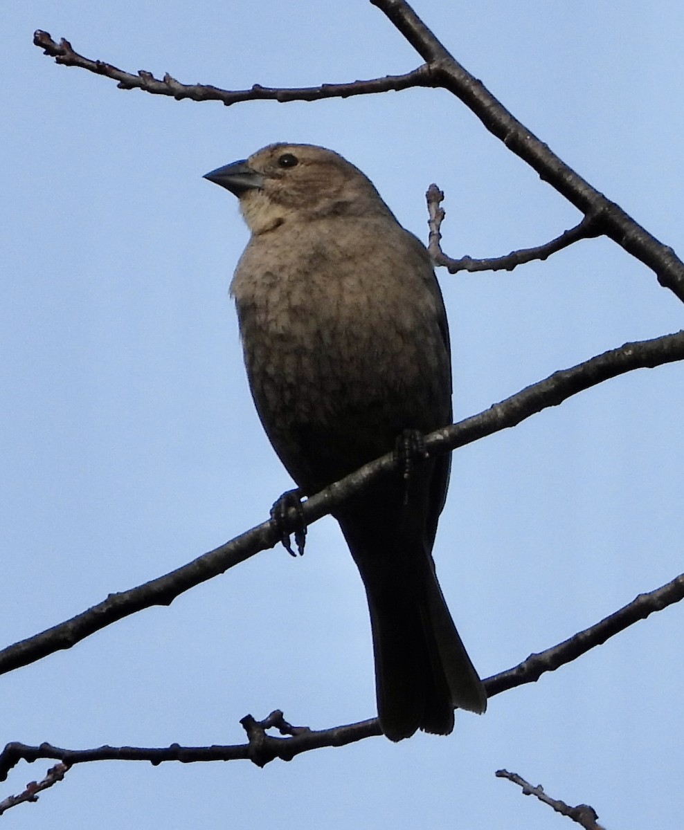 Brown-headed Cowbird - Carolyn Lueck