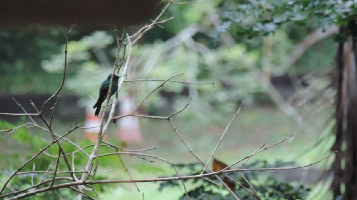 kolibřík fialovotemenný - ML616929795