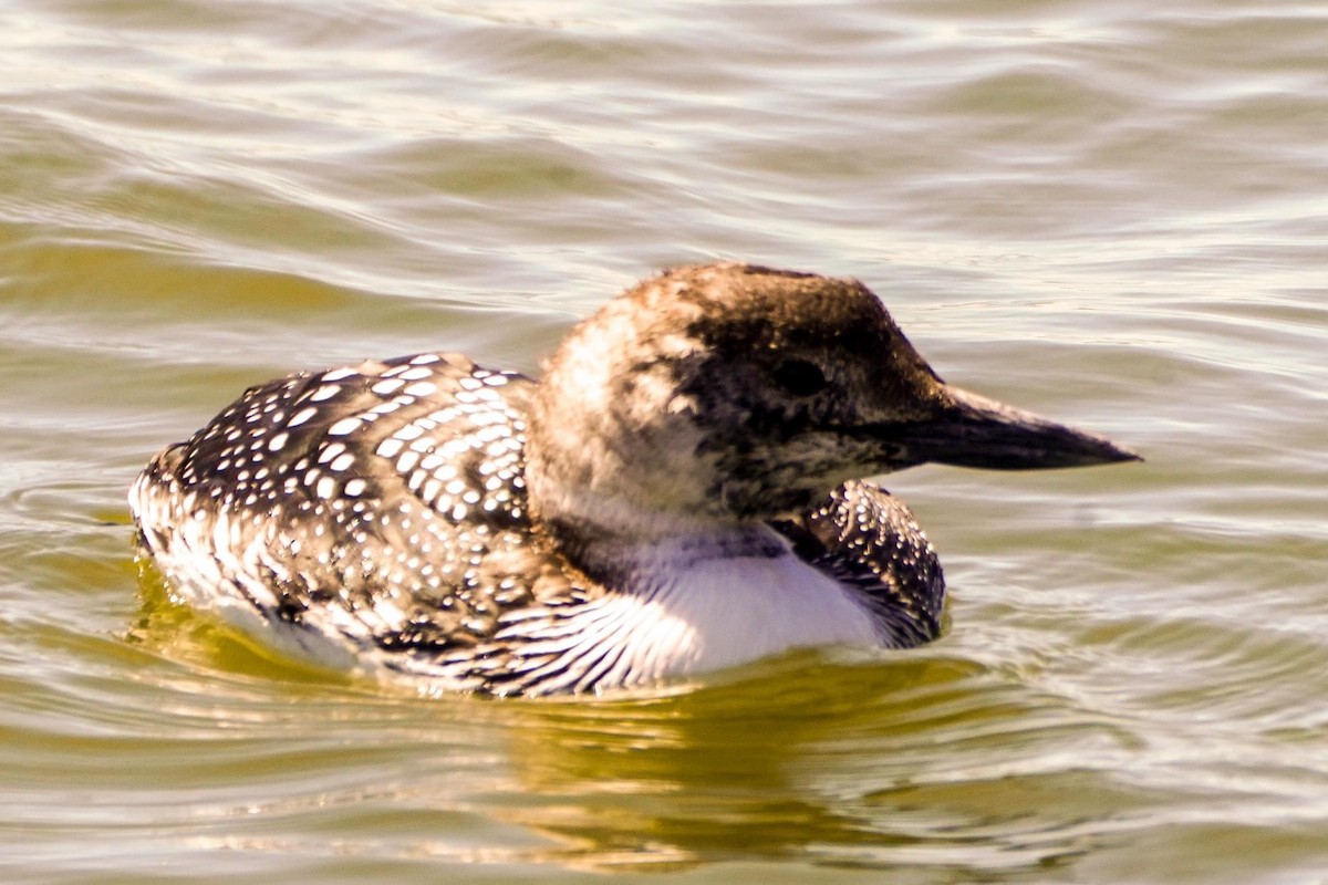 Plongeon huard - ML616929809