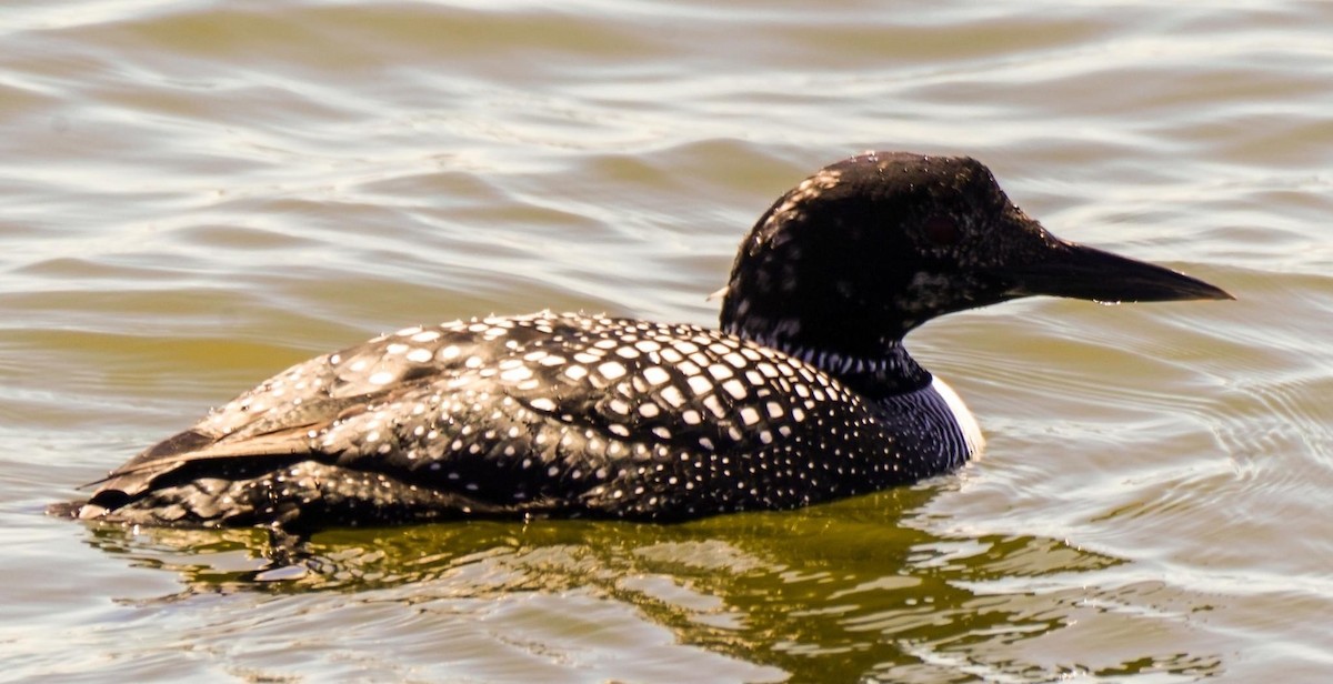 Common Loon - Calvin Rees