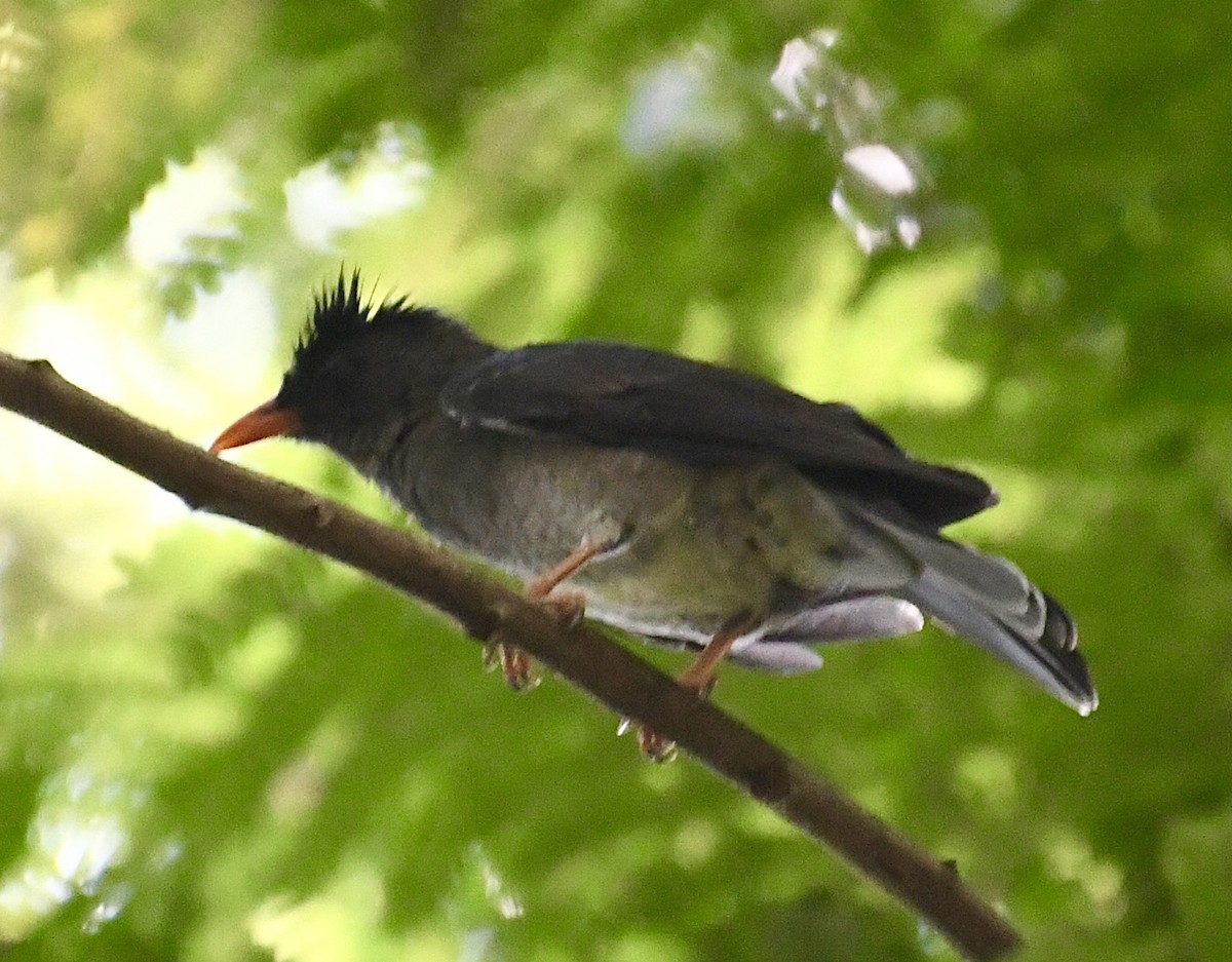 Bulbul Picogordo - ML616929851