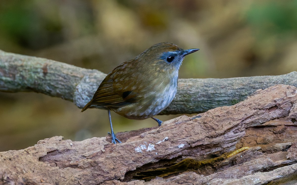 Lesser Shortwing - Peter Kennerley