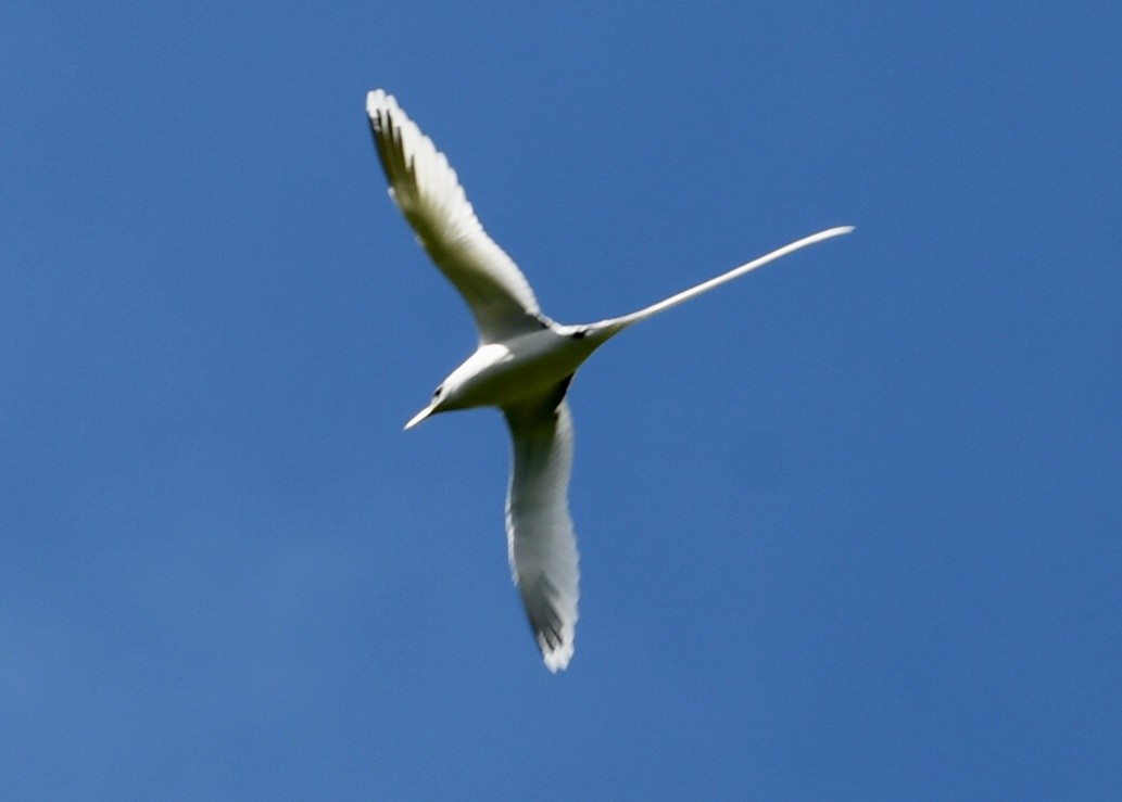 White-tailed Tropicbird - ML616929866