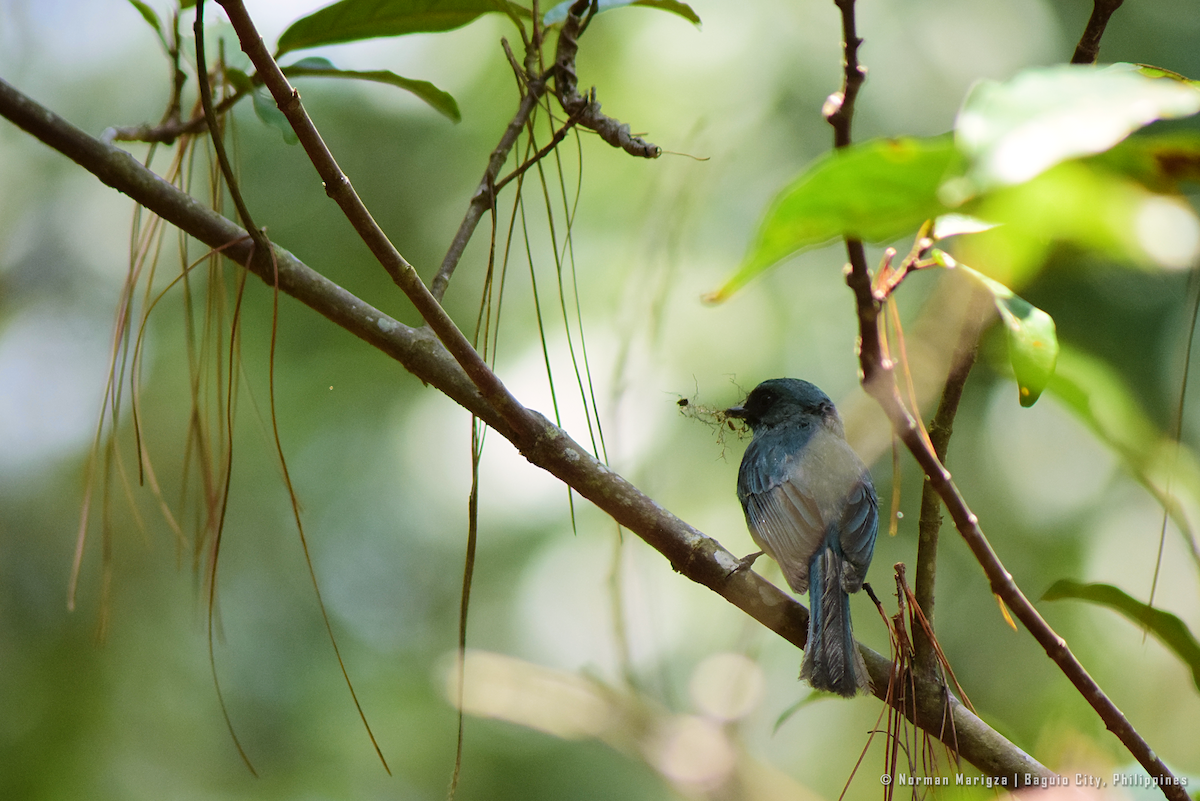 Turquoise Flycatcher - Norman Marigza