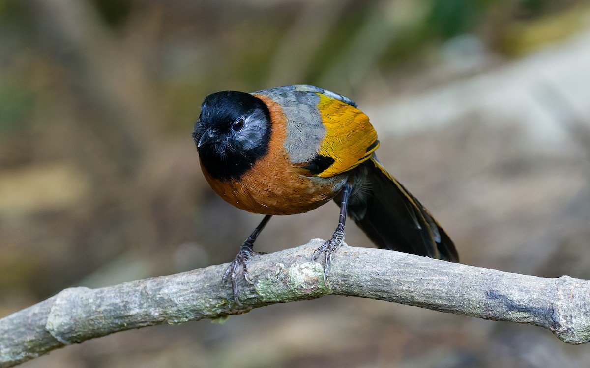 Collared Laughingthrush - Peter Kennerley