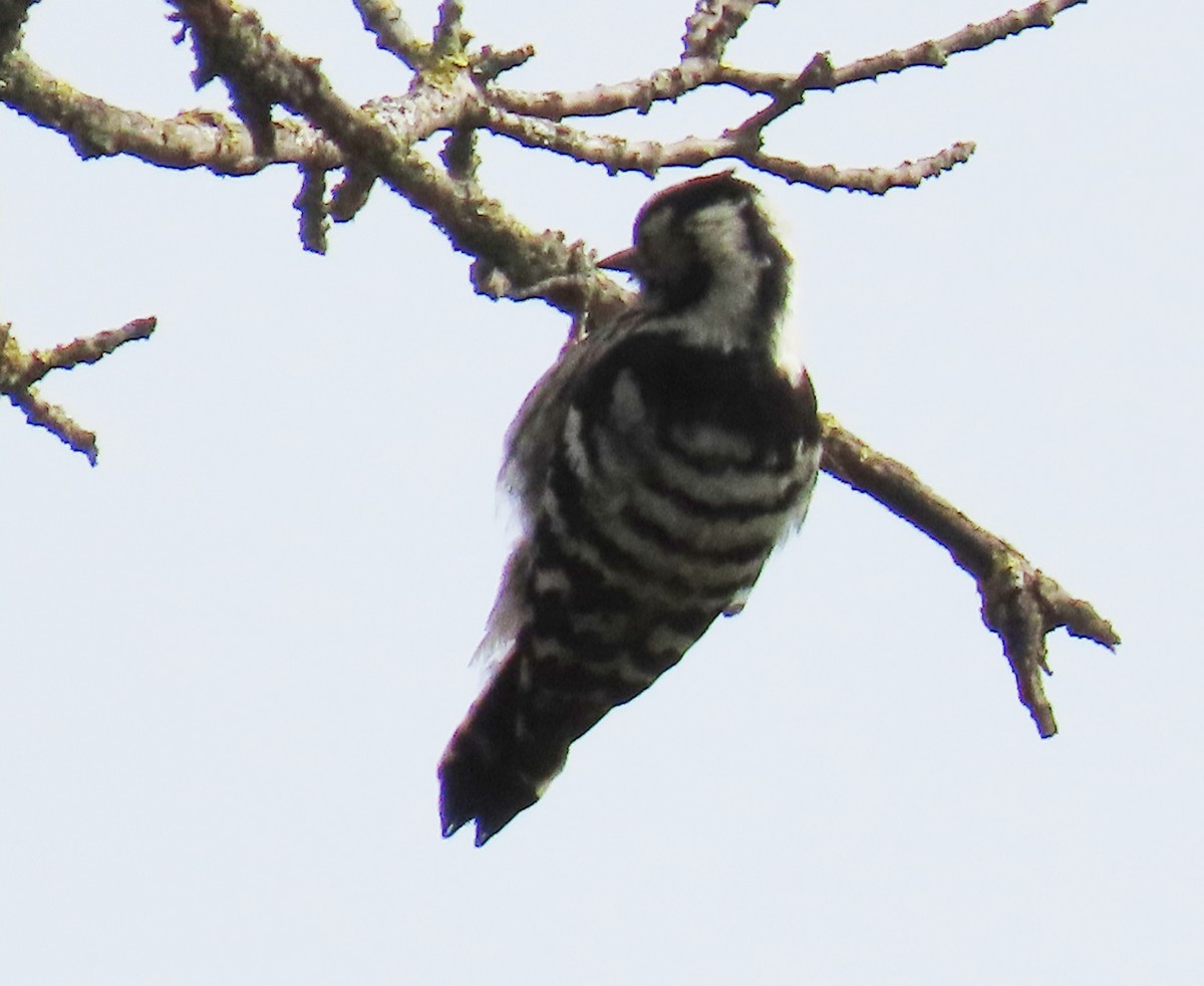 Lesser Spotted Woodpecker - ML616929989