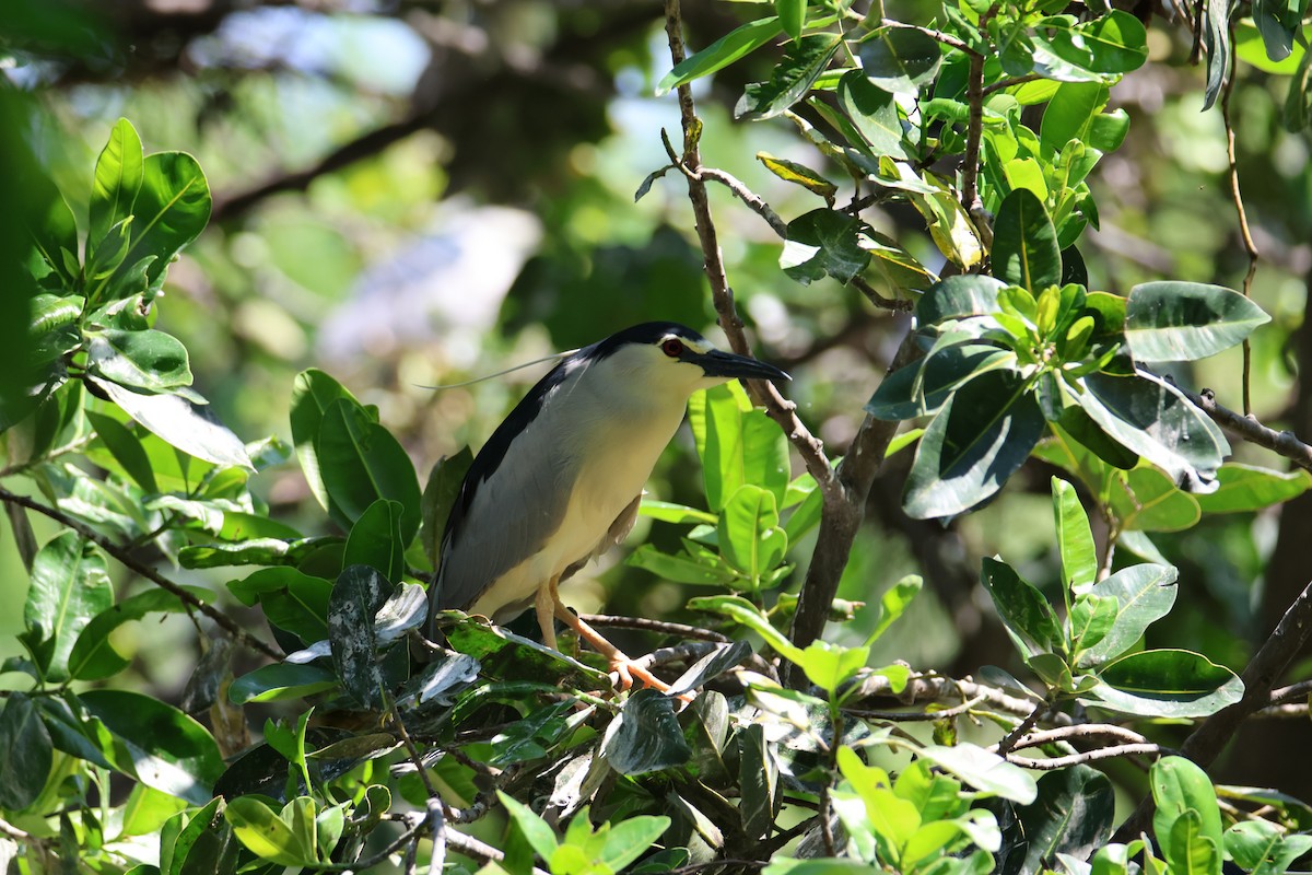 Black-crowned Night Heron - ML616930013