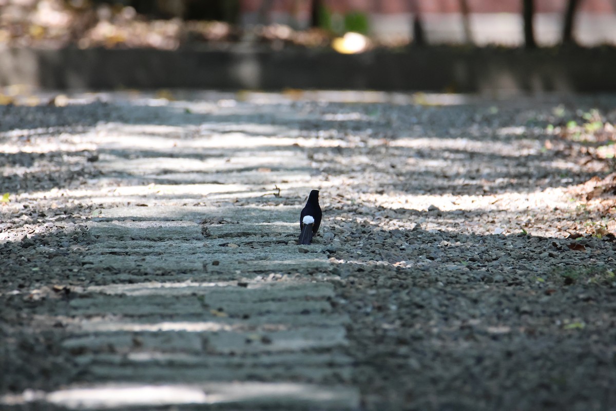 White-rumped Shama - ML616930015