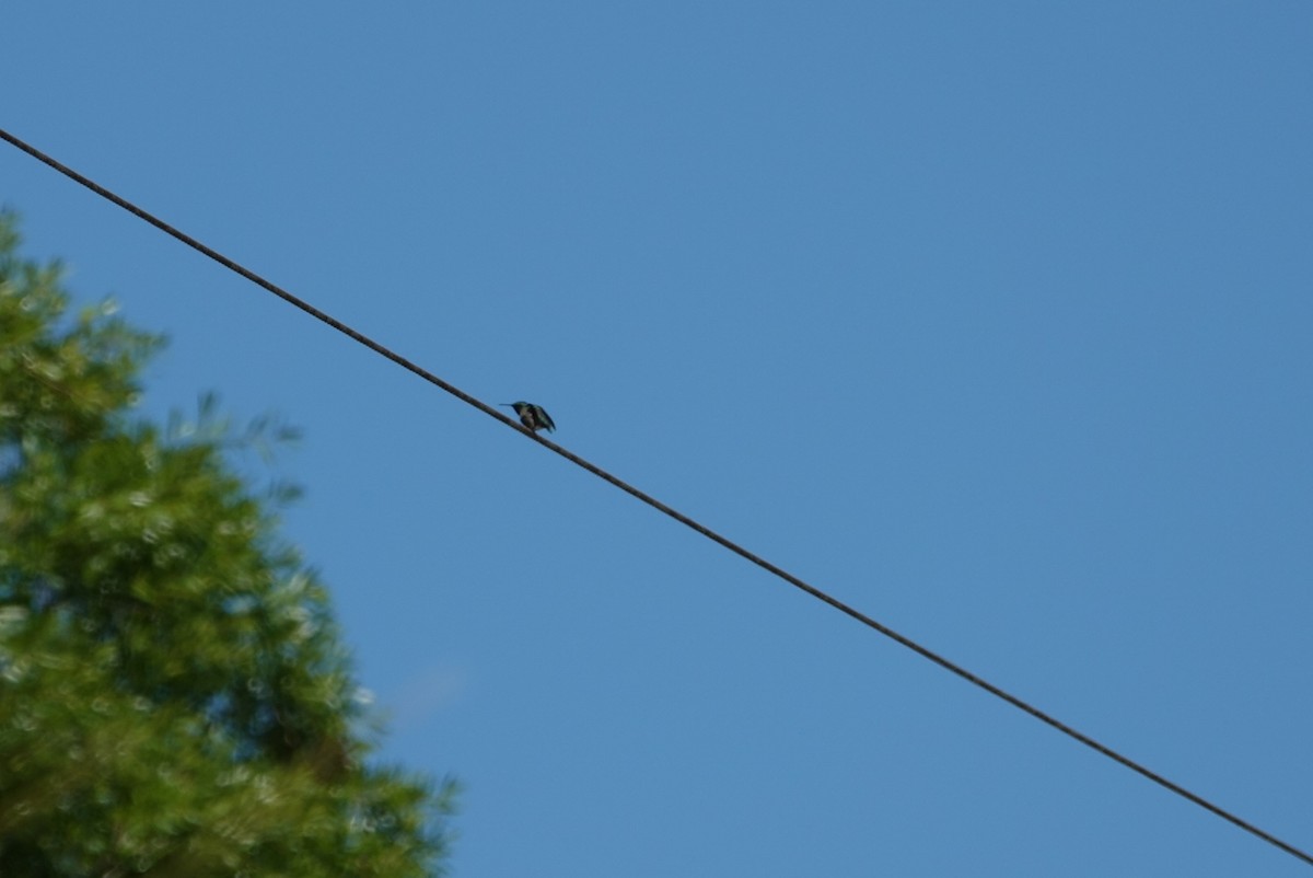 Ruby-throated Hummingbird - ML616930028
