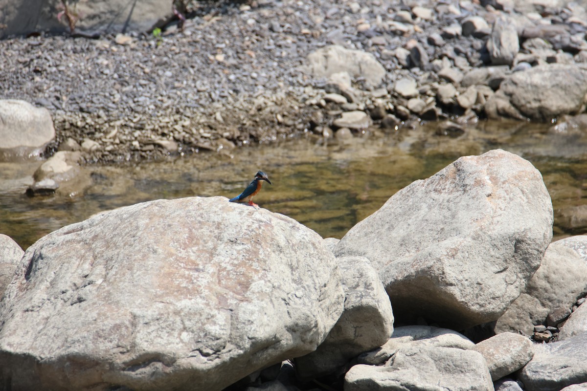 Common Kingfisher - ML616930078