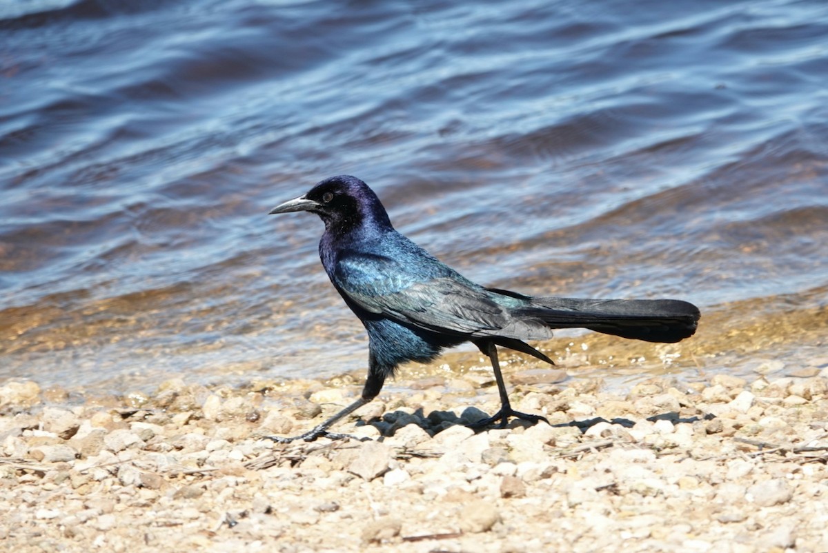 Boat-tailed Grackle - ML616930081