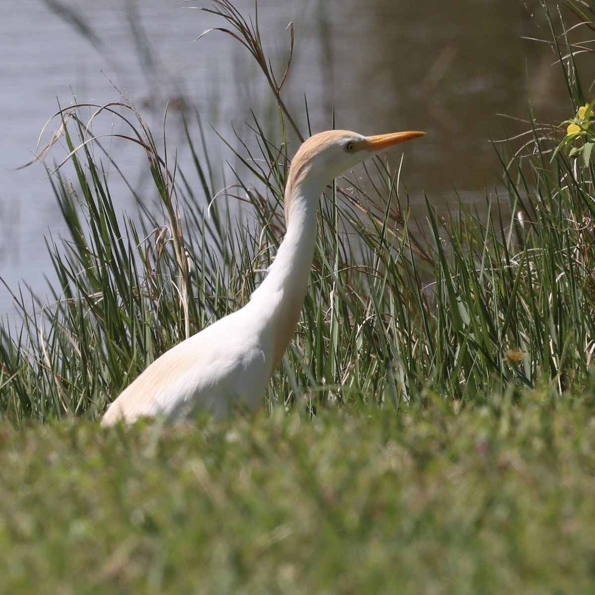 Western Cattle Egret - ML616930085