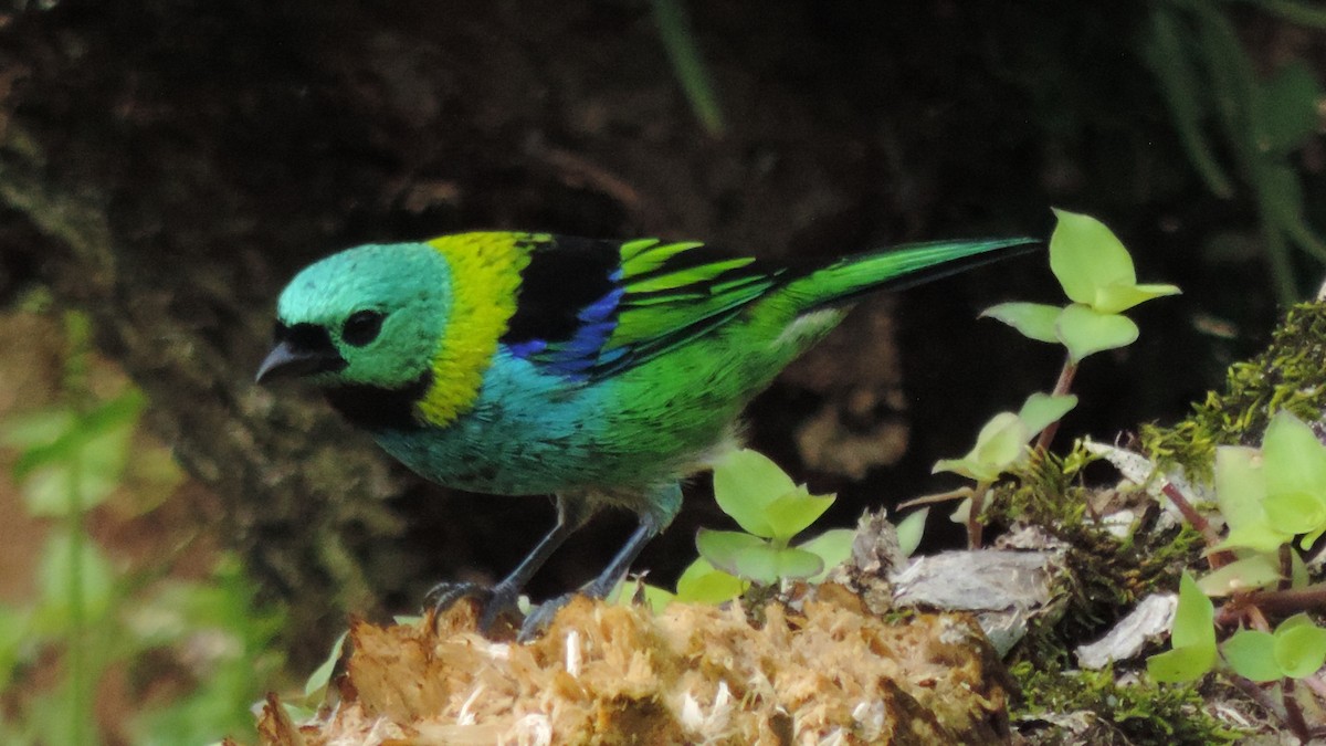 Green-headed Tanager - Antônio Luís Mendes da Silva Luís Trilha