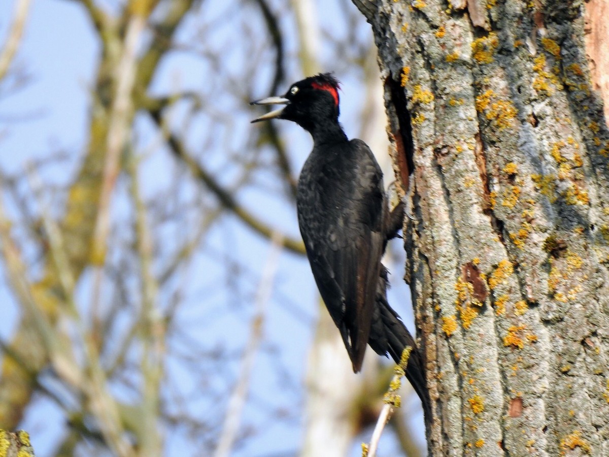 Black Woodpecker - ML616930089