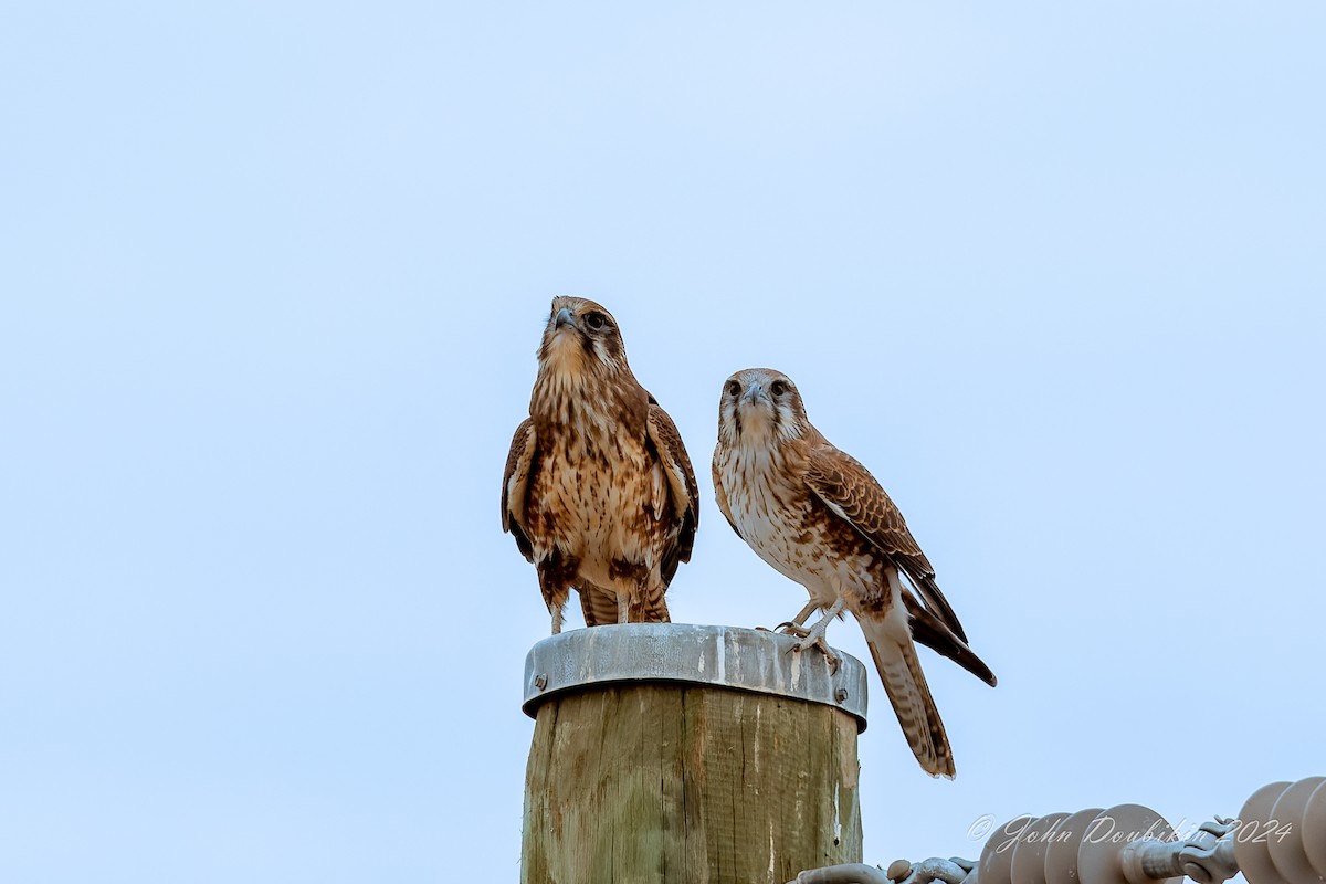 raroh proměnlivý - ML616930095