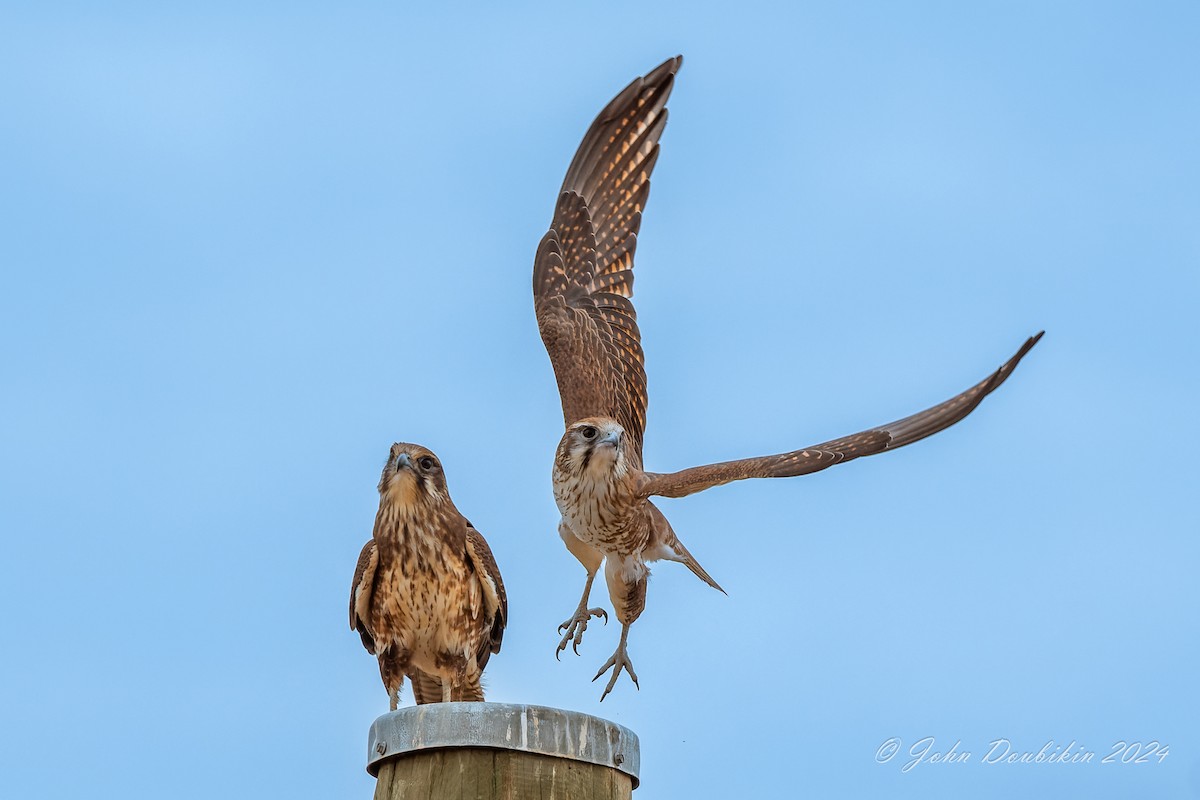 raroh proměnlivý - ML616930096