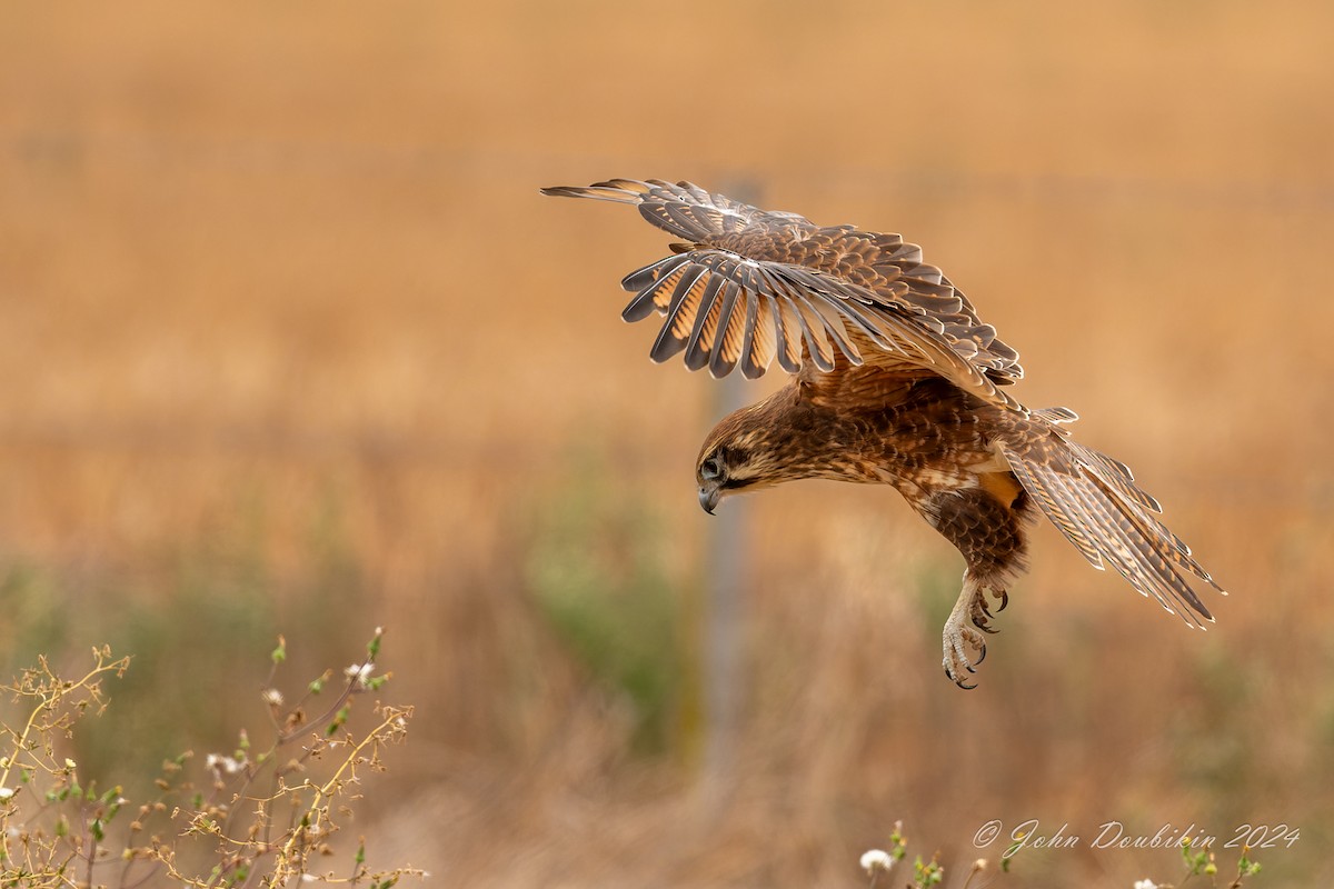 raroh proměnlivý - ML616930099