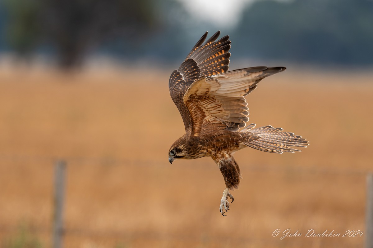 raroh proměnlivý - ML616930100