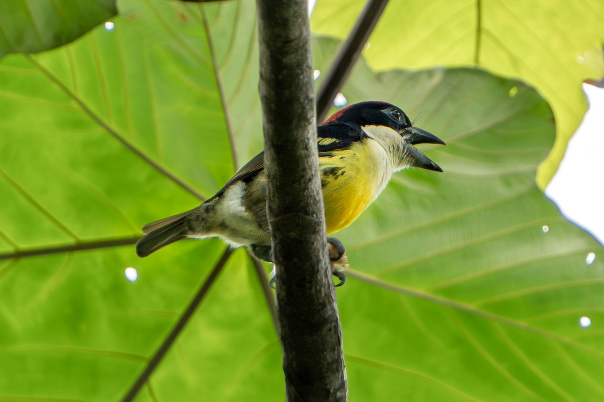 Five-colored Barbet - ML616930161