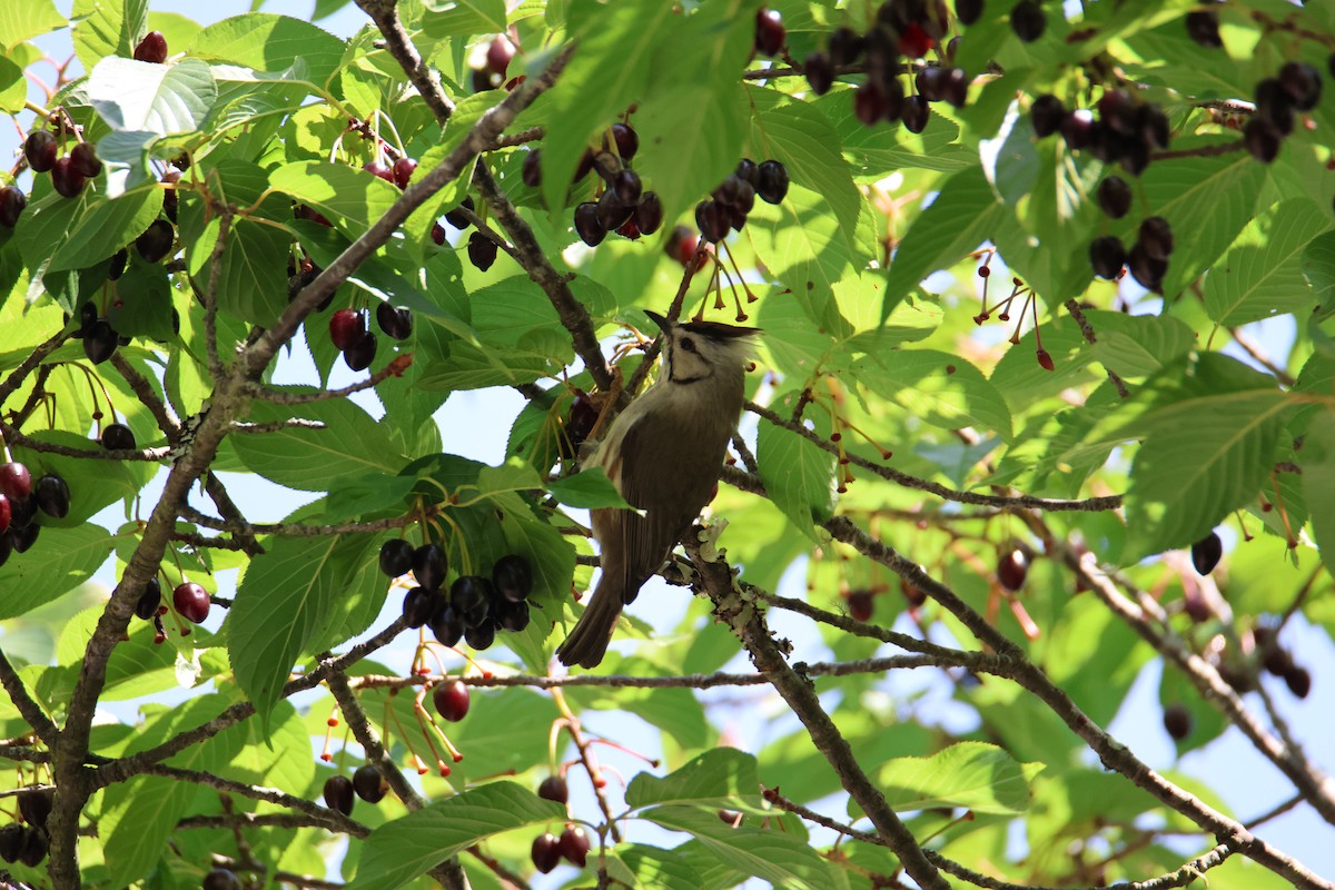 Braunscheitelyuhina - ML616930185