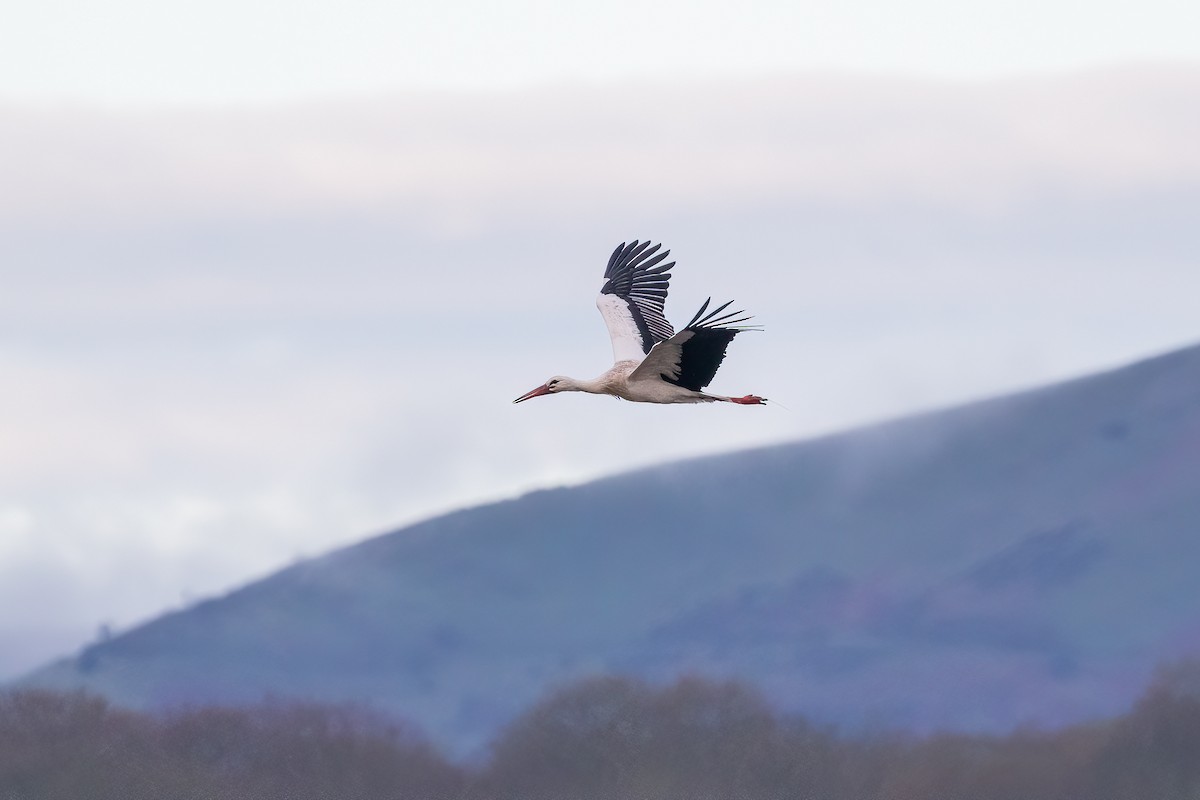 White Stork - ML616930212