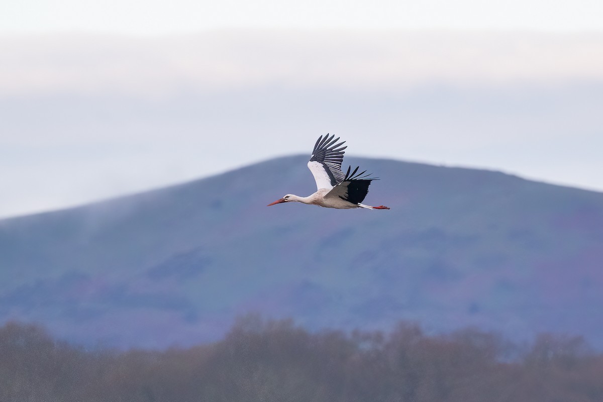 White Stork - ML616930213