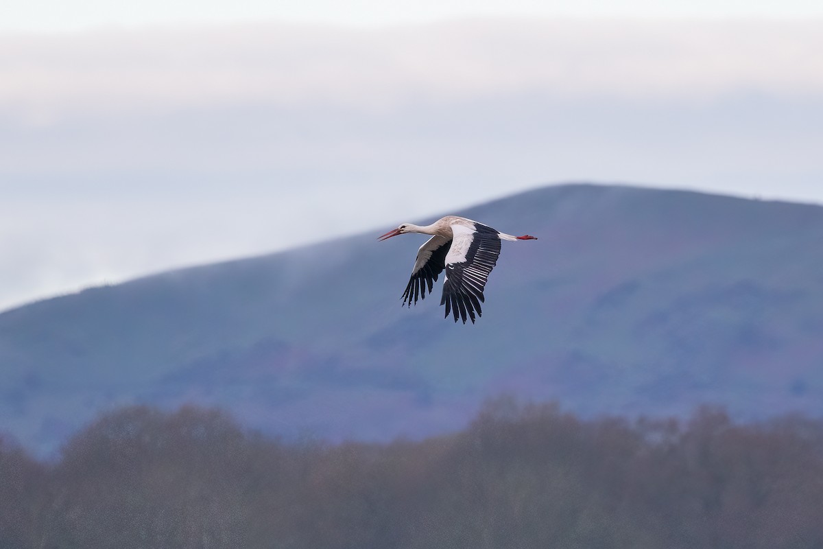 White Stork - ML616930214