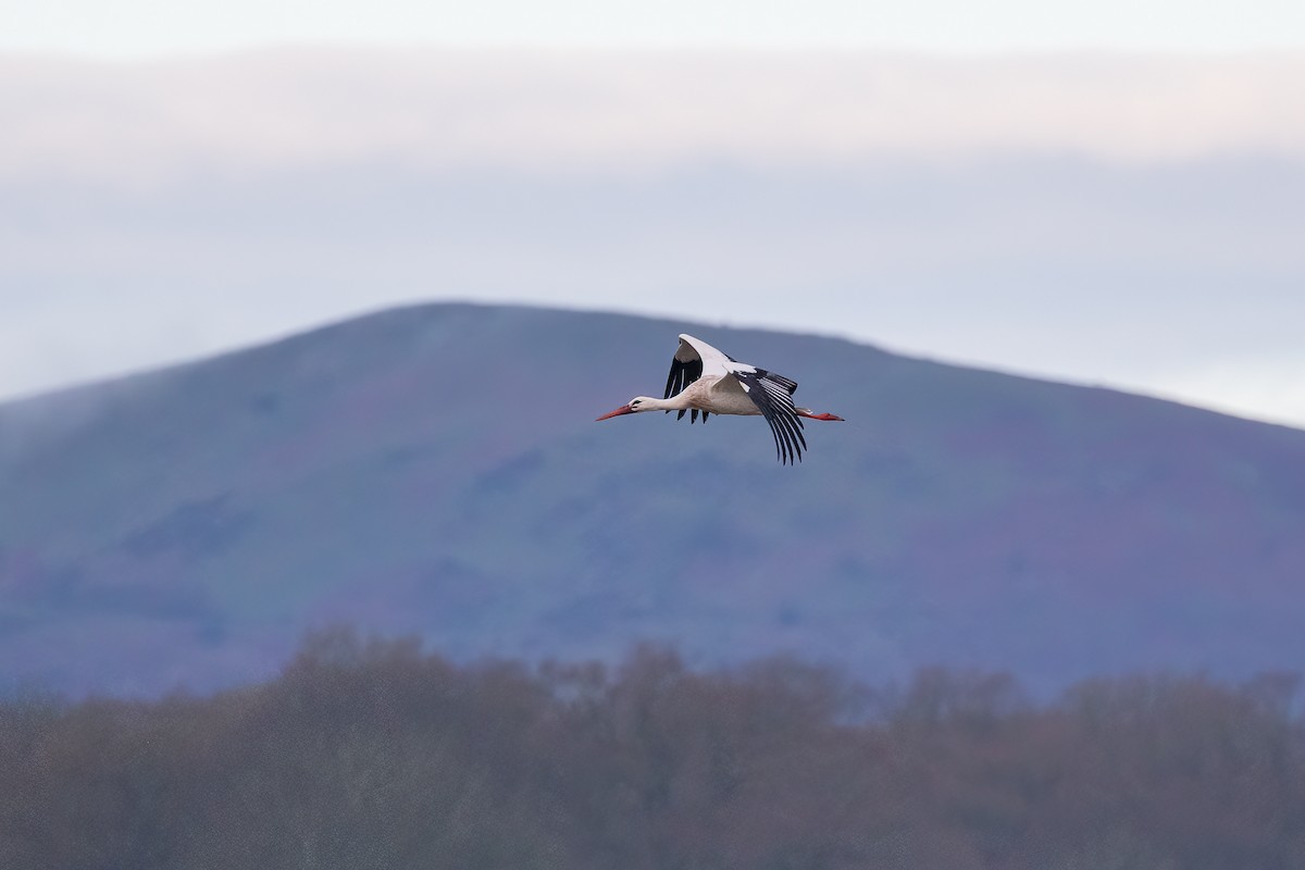 White Stork - ML616930215