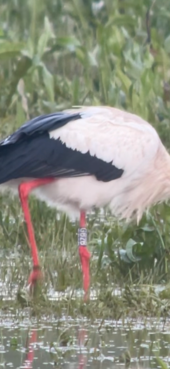 White Stork - ML616930216