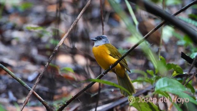 カンムリフウキンチョウ（spodocephalus グループ） - ML616930226