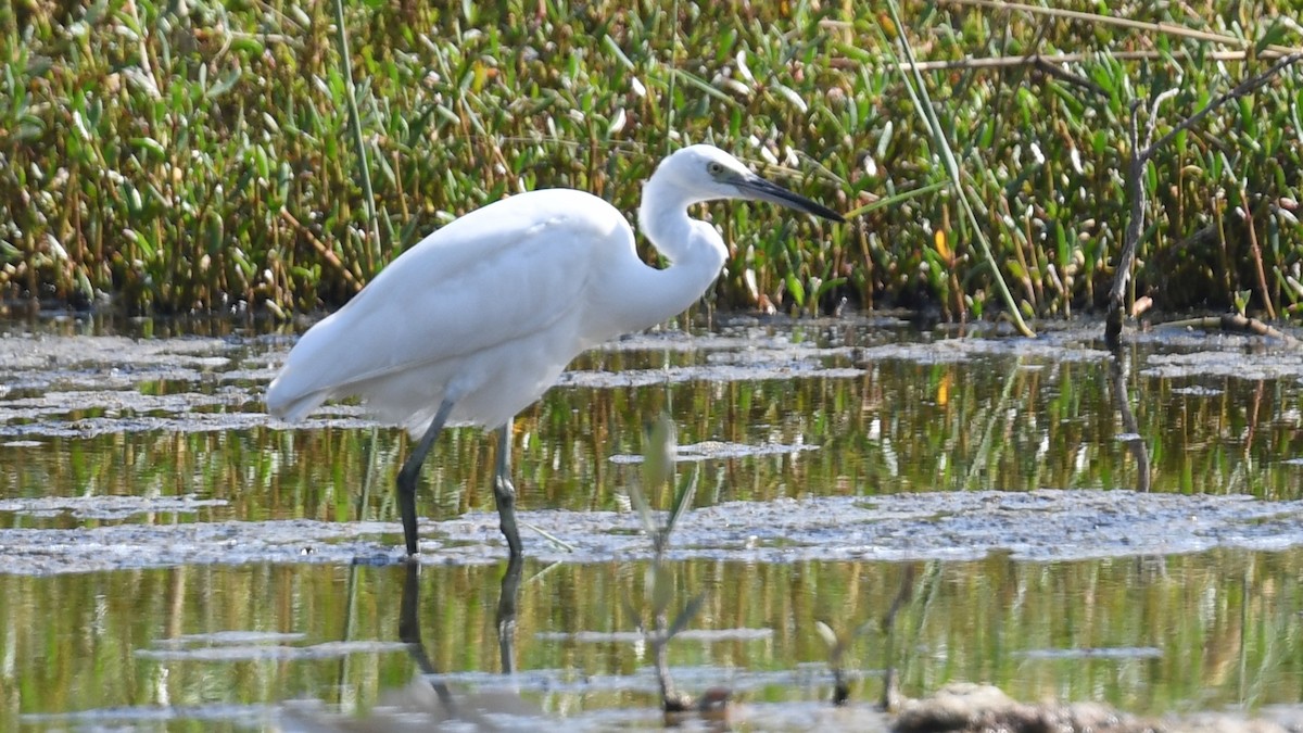 Aigrette à gorge blanche (schistacea) - ML616930246