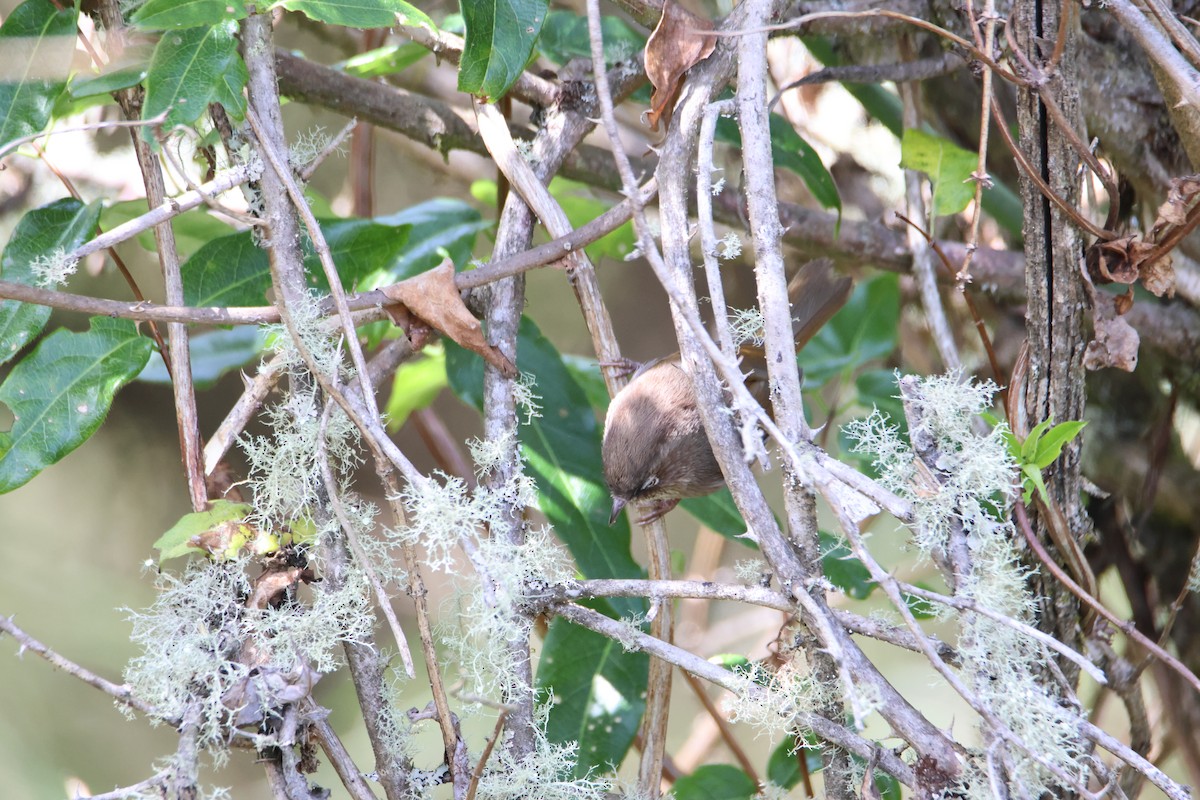 Taiwan Fulvetta - Che-Lun Chang