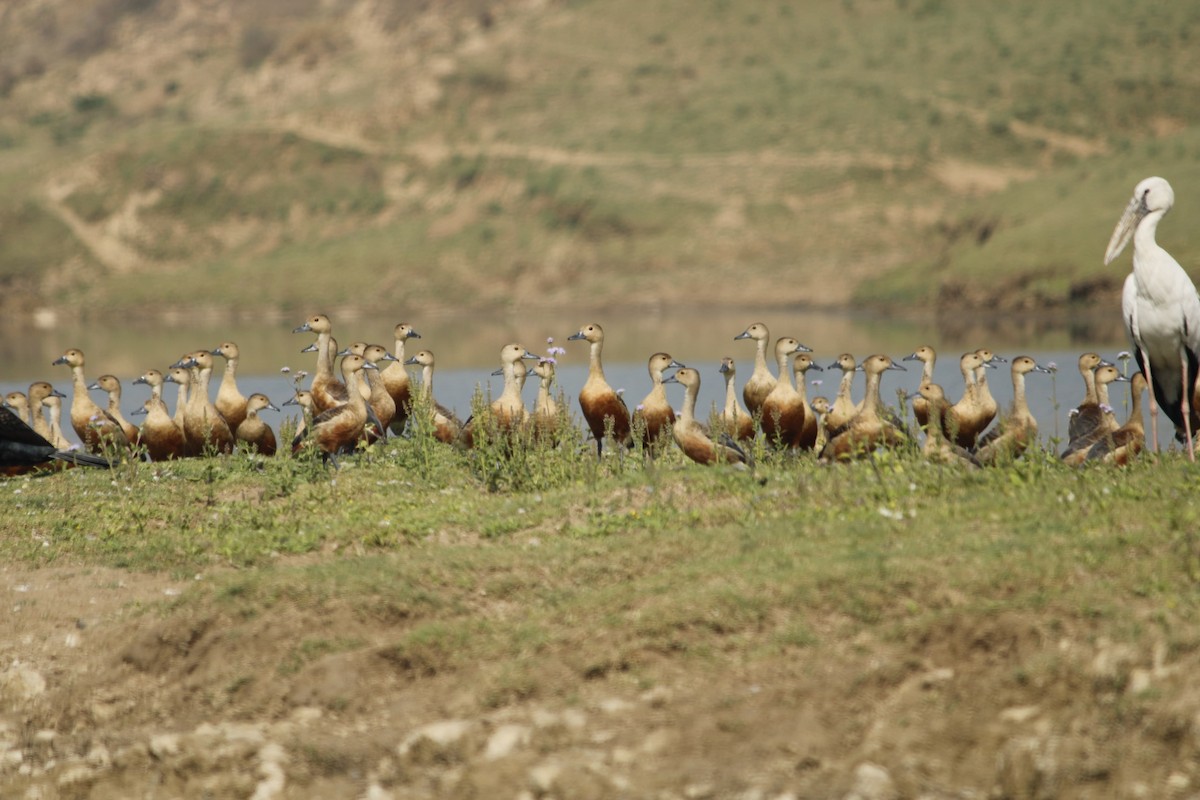 Lesser Whistling-Duck - BHAVYA SHARMA