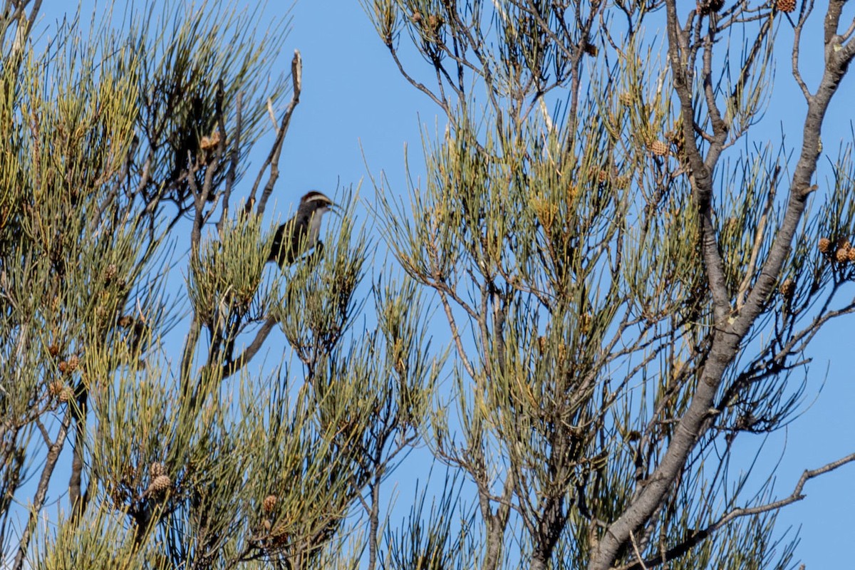 Chestnut-crowned Babbler - ML616930346