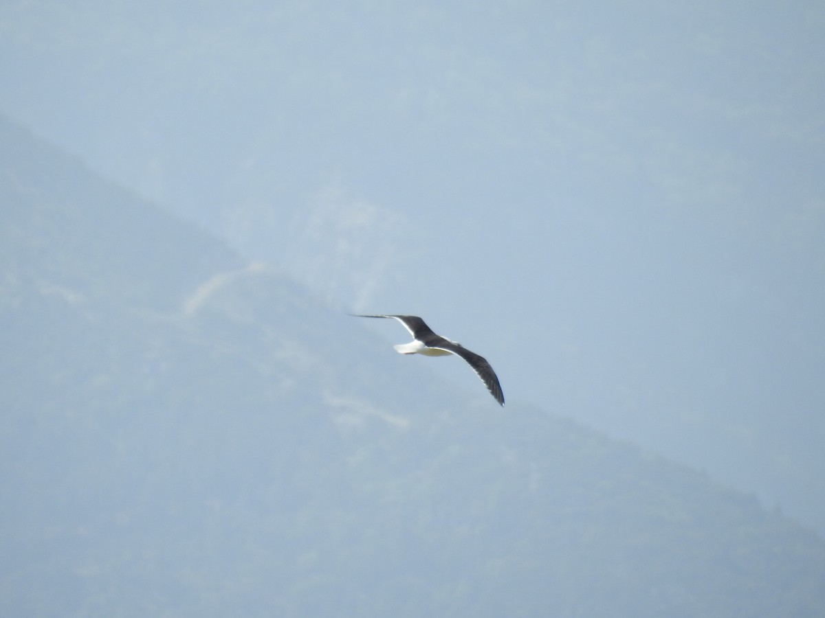 Lesser Black-backed Gull - ML616930402