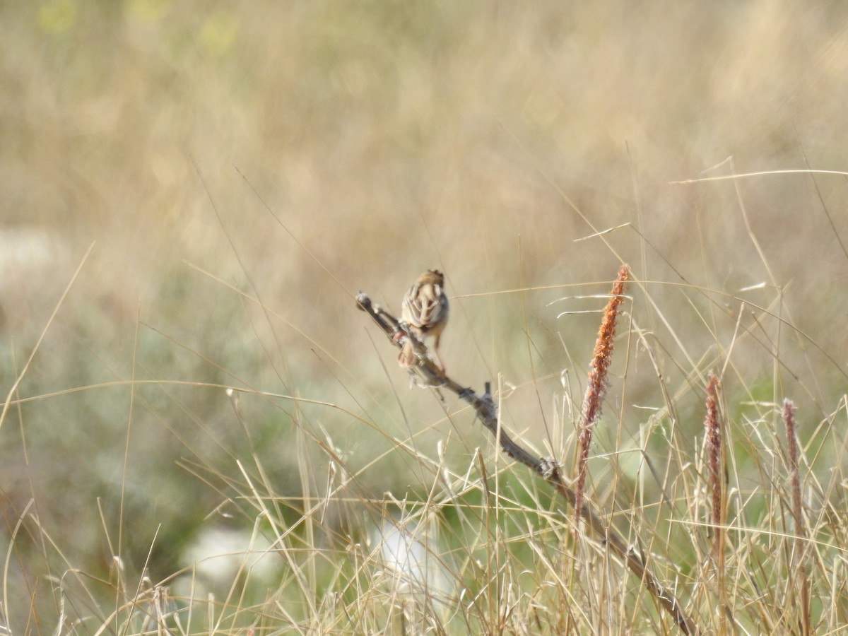 Zitting Cisticola - ML616930409