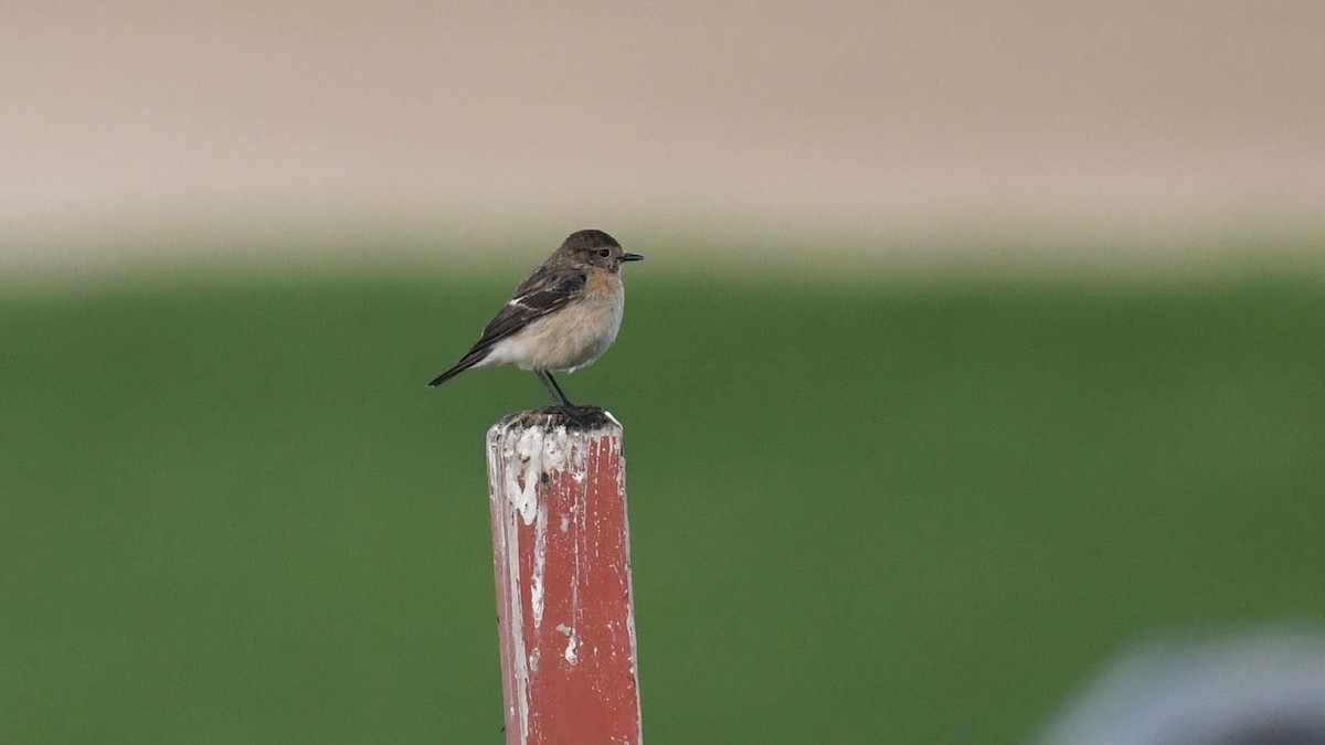 Siberian Stonechat (Siberian) - ML616930415