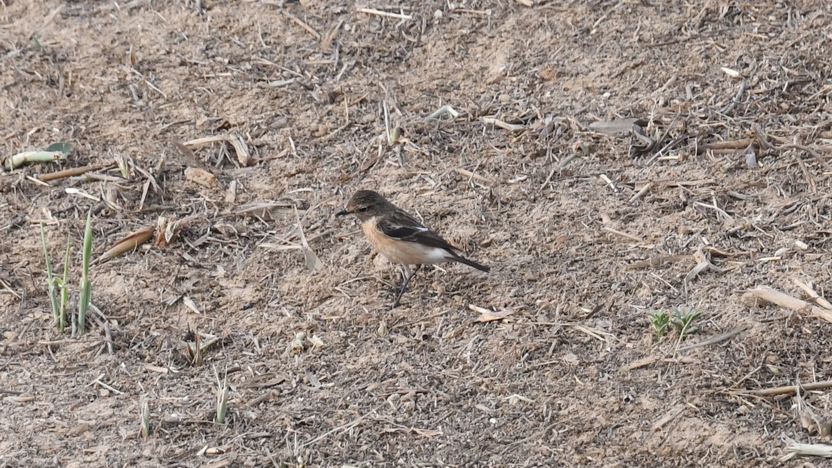 Siberian Stonechat (Siberian) - ML616930418