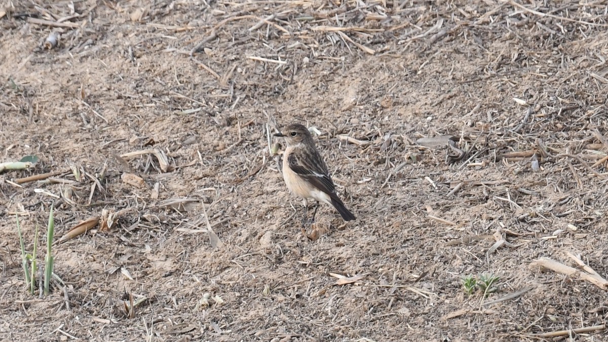 Siberian Stonechat (Siberian) - ML616930419