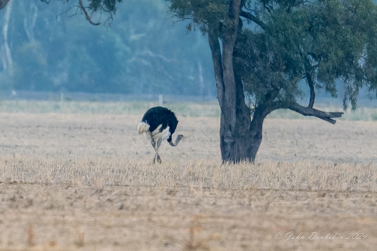 pštros dvouprstý - ML616930422