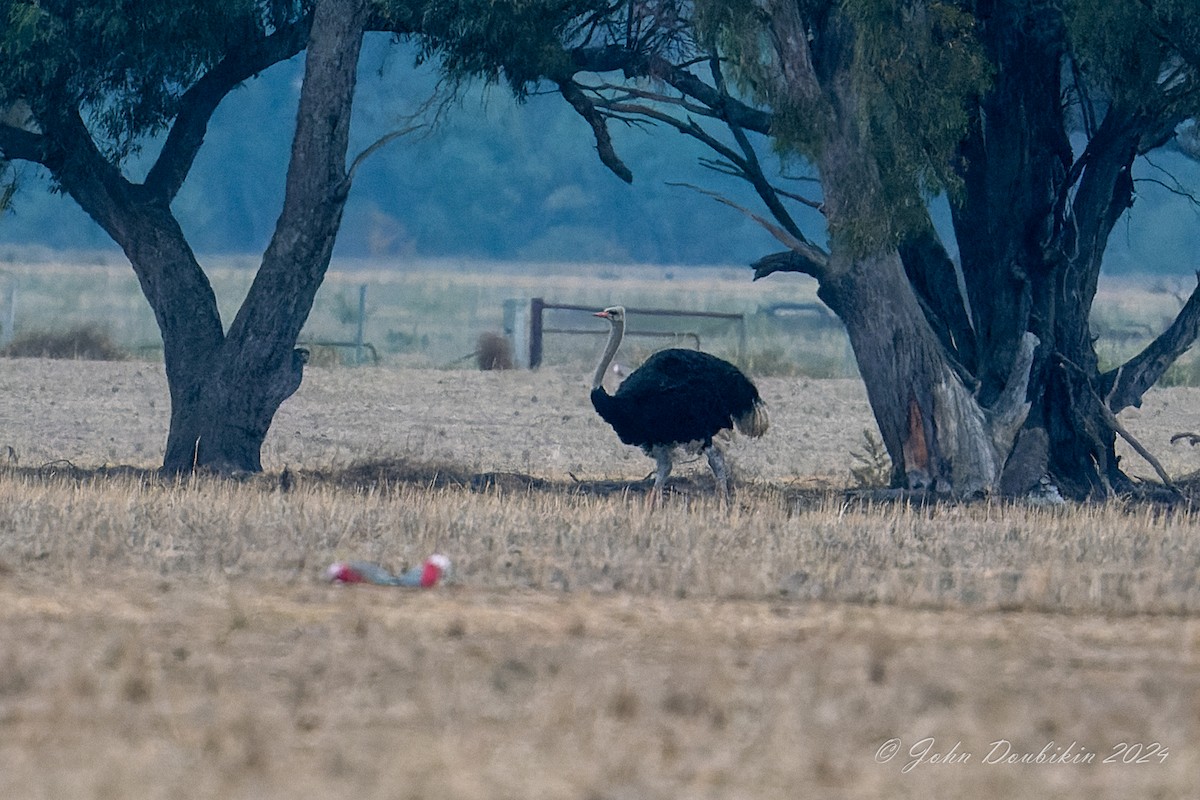 pštros dvouprstý - ML616930423