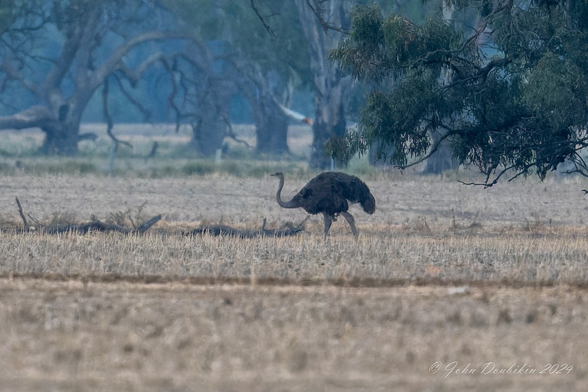 pštros dvouprstý - ML616930424