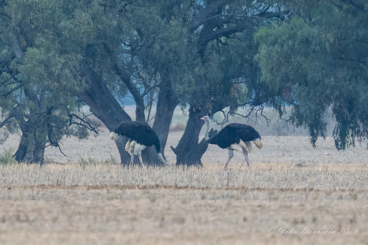 pštros dvouprstý - ML616930425